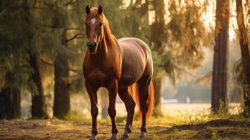 A horse is standing in the middle of a field photo