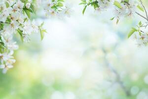 Spring background with cherry blossom and green background photo