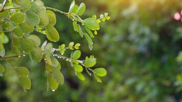 4K soft leaves and twigs soaked with rainwater of Lignum Vitae Flowering Tree. Soft background with glowing lights and light rain. video