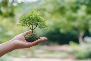A hand holding a small tree, symbolizing growth and environmental care. photo