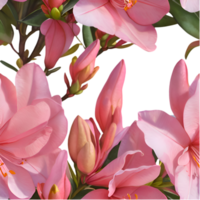 Gorgeous Azalea Bloom Clipart for Artistic Projects. . png