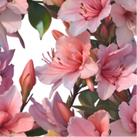 Soft and Elegant Azalea Floral Texture Print. . png