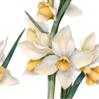 Floral Narcissus Pattern Clipart for Digital Design Projects. . png