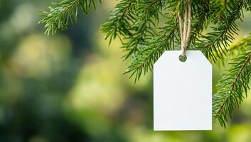 A blank white tag hanging from a branch of a fir tree photo