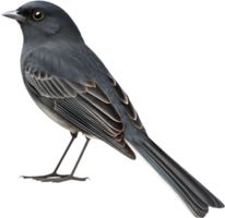 Elegant Sparrow Bird Perched On A Delicate Branch With Soft Feathers. . png