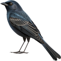 Lovely Sparrow Bird Clipart With A Peaceful And Natural Look. . png