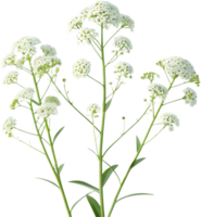 Stunning Sweet Alyssum Flowers Clipart for Springtime Decorations. . png