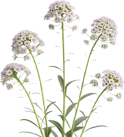 Elegant Sweet Alyssum Clipart for Lively Garden Artwork. . png