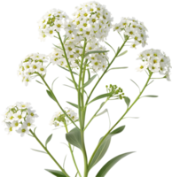 Fresh Sweet Alyssum Floral Clipart Featuring Beautiful Flowers. . png