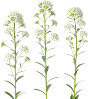 Pretty Sweet Alyssum Flower Clipart with Gentle Petals. . png