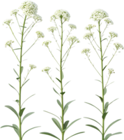 Soft Sweet Alyssum Flower Clipart Perfect for Nature Projects. . png