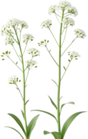 Nature Inspired Sweet Alyssum Bloom Clipart for Floral Art. . png