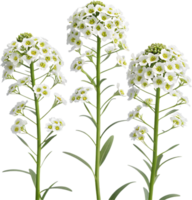 Bright Sweet Alyssum Flower Clipart with Soft Petals. . png