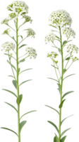 Sweet Alyssum Floral Design Clipart with Colorful Spring Blooms. . png