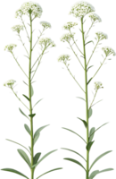 Stunning Sweet Alyssum Blooming Flowers Clipart for Garden Art. . png
