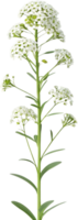 Vibrant Sweet Alyssum Flower Clipart for Nature Designs. . png