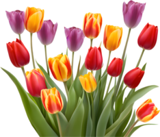 Spring Tulips Blooming in a Lively Flower Field. . png