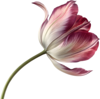 Floral Aesthetic Tulip Icon for Web and Print. . png