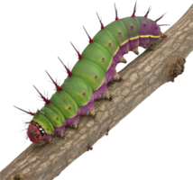 Mesmerizing Caterpillar with Surreal Patterns. . png