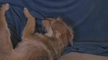 dog playing on the couch with a blanket. Dog bites and tries to tear the blanket. puppy games with furniture. teething. playful dog on the couch cheerfully ruins the blanket video