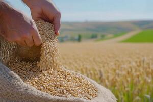 Hands pouring wheat from a burlap sack in a golden field. photo
