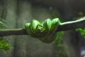 The green tree python Morelia viridis, also known as the emerald green python in Thailand photo