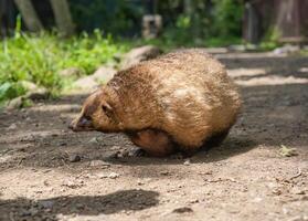 The Japanese badger Meles anakuma walking photo