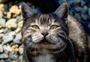 Portrait of 1 year old black cat with gray stripes meowing and asking food photo