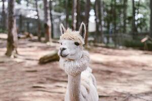 Portrait of lama with fringe in zoo photo