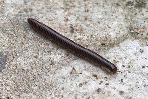 Centipede in Vietnamese rain forest photo