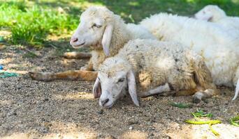 2 sleepy sheeps have a nap in the shade photo