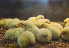 Newborn chick near eggshell in an incubator photo