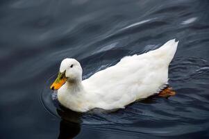 White Pekin duck with drops of water on head swimming in the pond photo