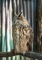 The Eurasian eagle-owl Bubo bubo, also called the Uhu and eagle-owl photo