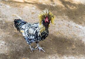 Polish or Houdan chicken with funny comb photo