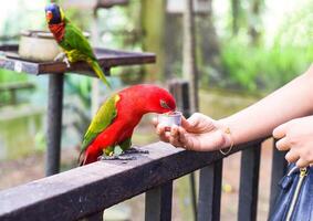 Chattering lory Lorius garrulus parrot drinking milk photo