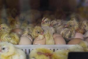 New born chick near eggshell in the incubator photo