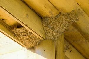 Nests of swallows under the roof of the wooden house. Russia. photo