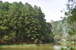 Pine forest near lake in Da Lat city in Vietnam photo
