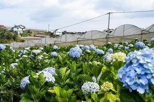 Hydrangea field against greenhouses and plantation in the city of Da Lat in Vietnam photo