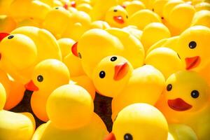 bright yellow rubber ducks floating in the pool photo