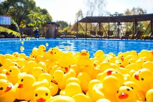 Many bright yellow rubber ducks floating in a pool in summer photo