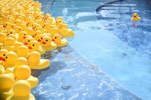 Many bright yellow rubber ducks floating in the pool. Concept of standing out from the crowd and leadership. photo
