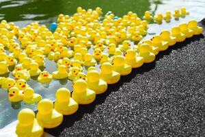 Many bright yellow rubber ducks floating in the pool photo