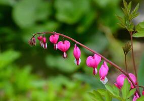 Bleeding heart flowers Dicentra on bright green background photo