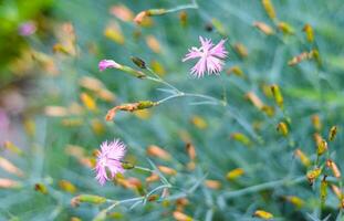 Cornflowers with buds on green background. photo