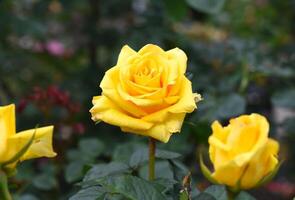 Yellow tea rose with leaves on green background photo