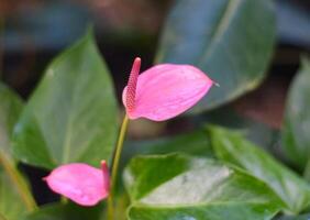 Anthurium Cavalli flower close up side view photo