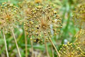 Wilted Allium flower with seeds on green background photo