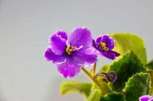 Purple Viola or Violet flower with leaves on gray background photo